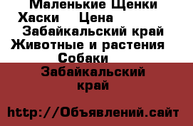 Маленькие Щенки Хаски  › Цена ­ 10 000 - Забайкальский край Животные и растения » Собаки   . Забайкальский край